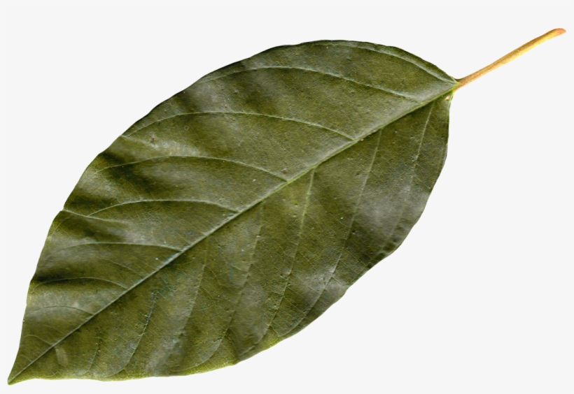 Autumn Png Leaf - Transparent Leaf Png, transparent png download