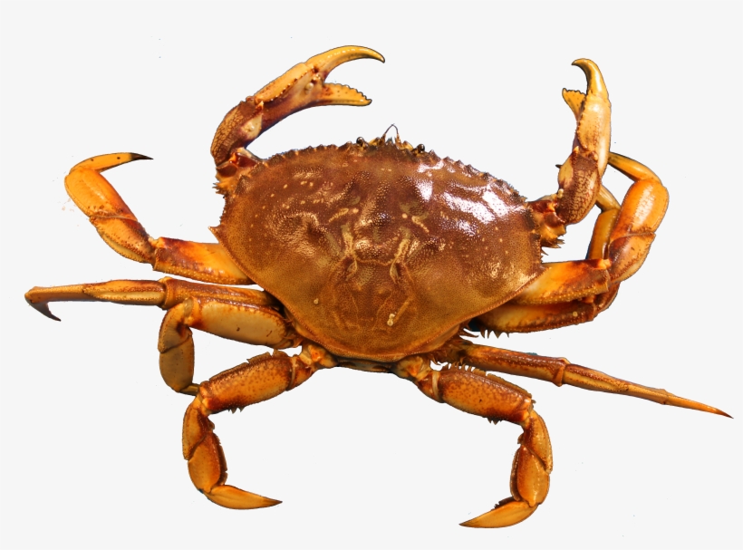 Best Free Crab Png - Crab Image Png, transparent png download
