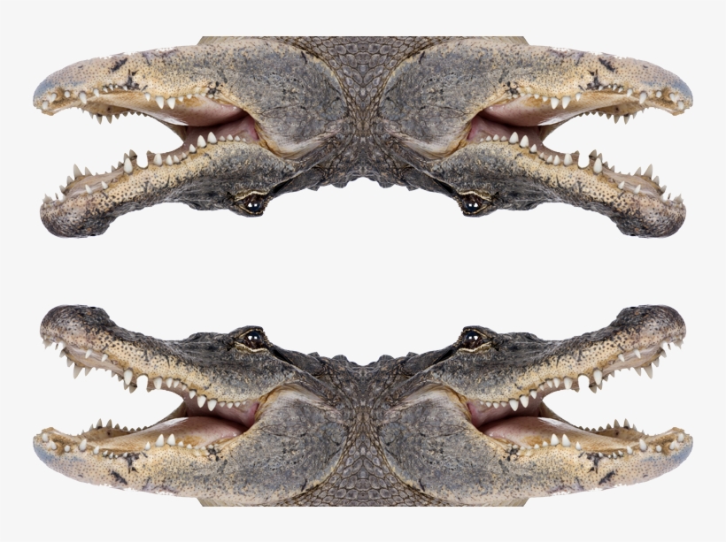 Role Of Habitat In Crocodilian Communication, transparent png download