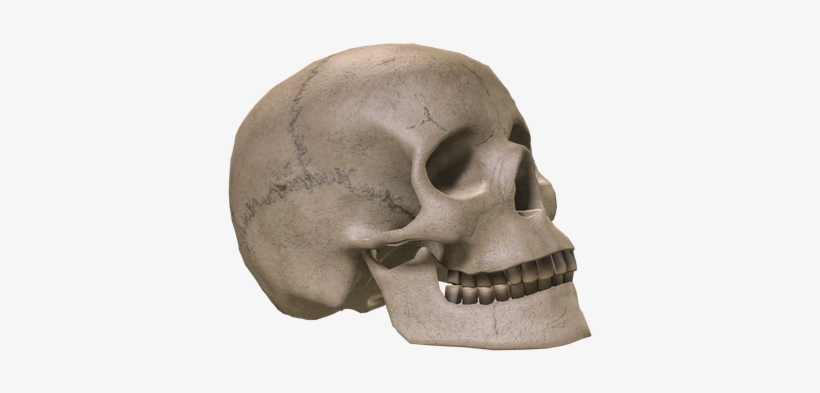 Skull Png, transparent png download