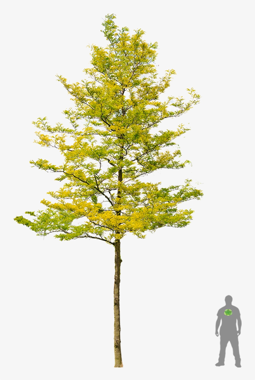 Gelbe Gleditschie 'sunburst' Tree Photoshop, Tree Render, - Gleditsia Triacanthos Png, transparent png download