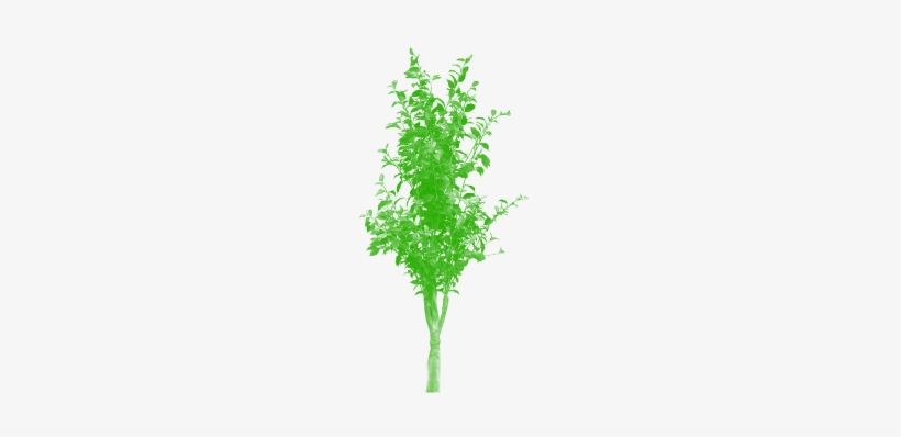 Bamboo Tree Png - Portable Network Graphics, transparent png download