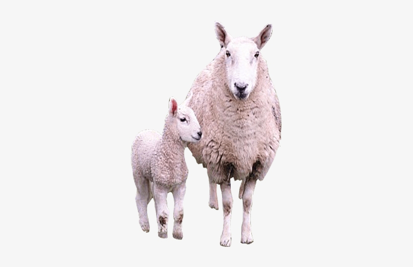 Sheep Png Images - Sheep And Lamb Png, transparent png download