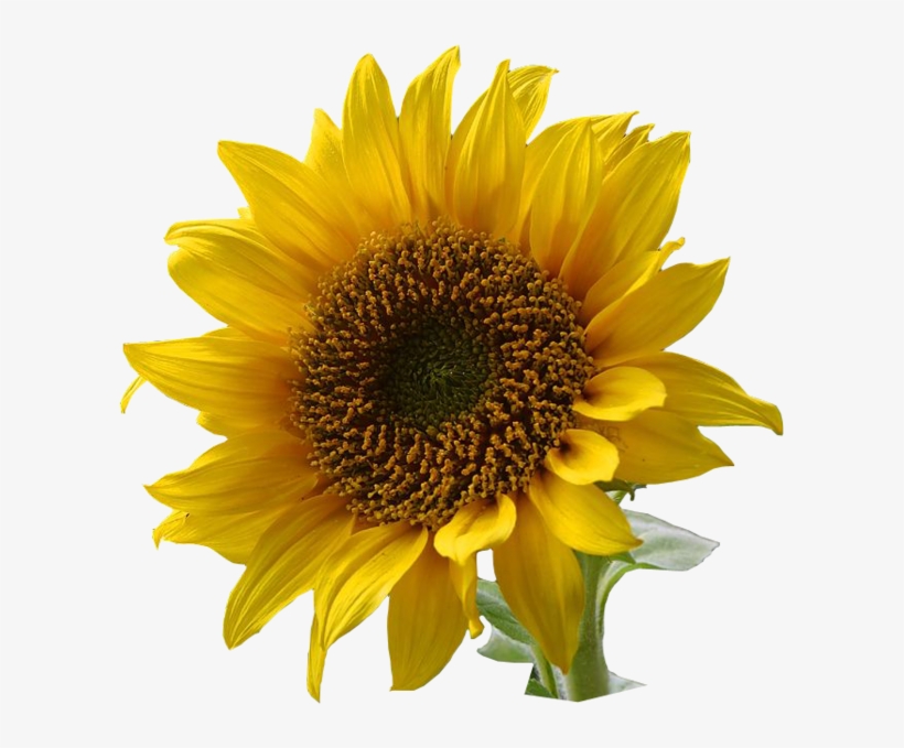 A Sunflower-edited - Flowers With Transparent Backgrounds, transparent png download