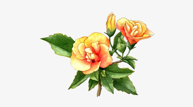 Hibiscus - Rosemallows, transparent png download