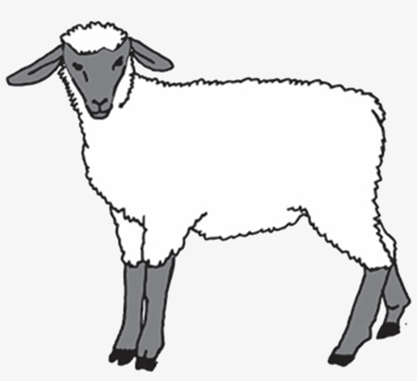 Tattly Lamb Julia Rothman 00 V=1531754793 - Tattly, transparent png download