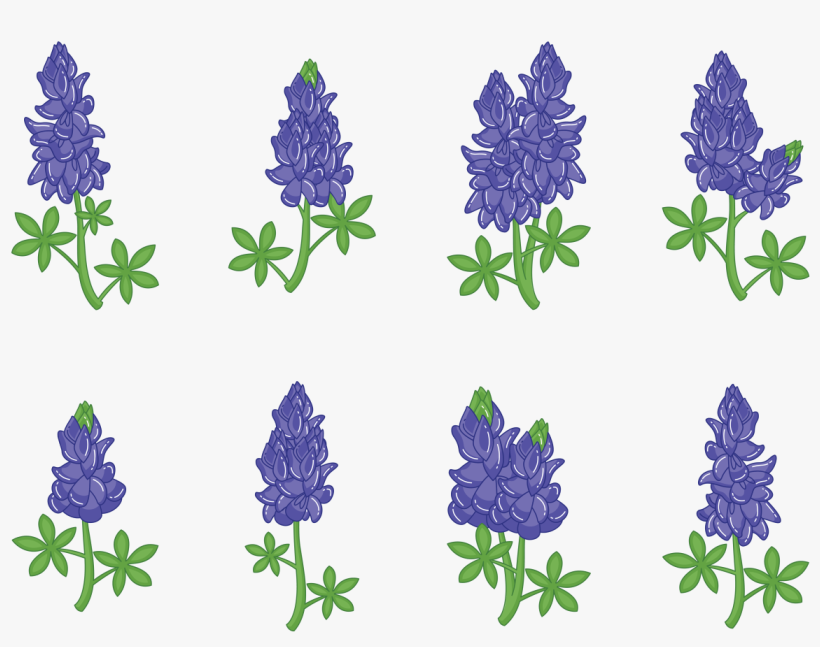Bluebonnet Flower Vectors - Bluebonnet Vector, transparent png download