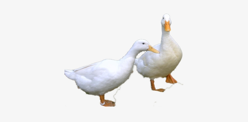 Transparent Images Pluspng Wholesale - Pekin Duck Png, transparent png download