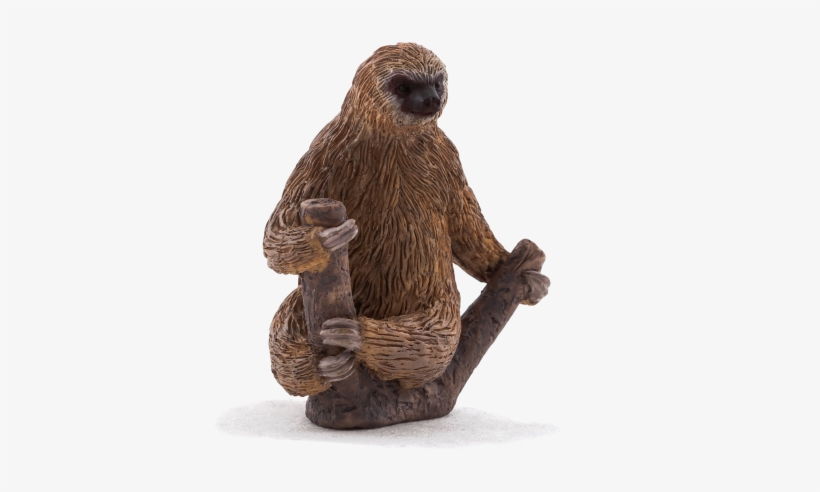 Two Toed Sloth - Animal Planet - Two Toed Sloth, transparent png download