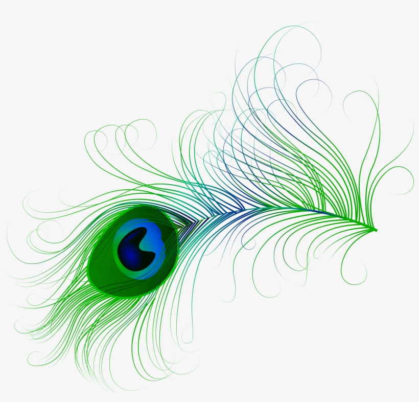 Feather Png, transparent png download
