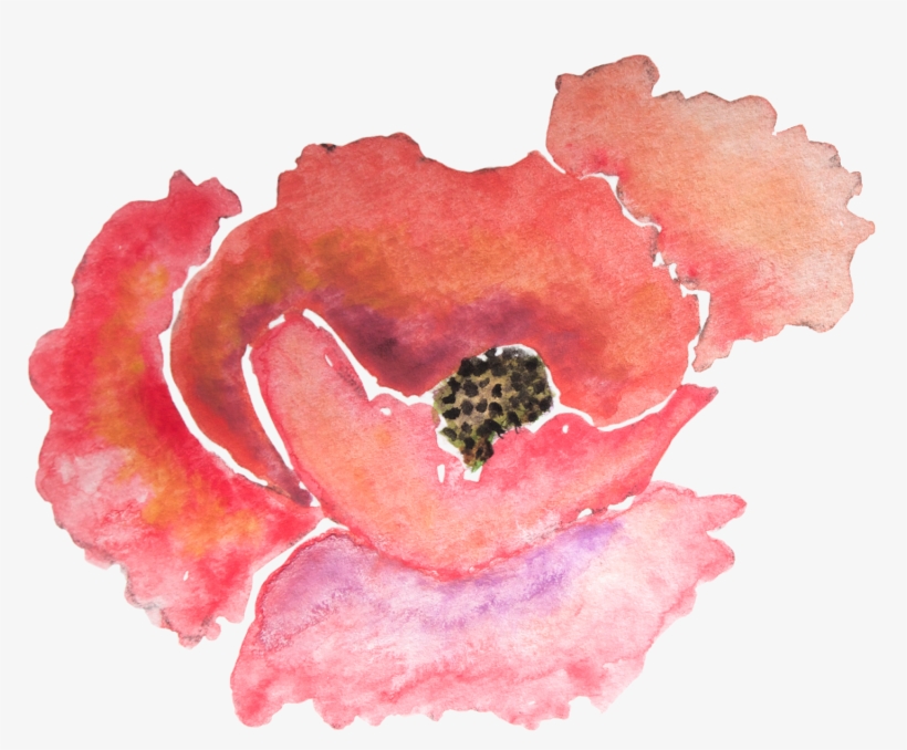 Coral Watercolor Png Clipart Black And White Stock - Watercolor Poppy Png, transparent png download