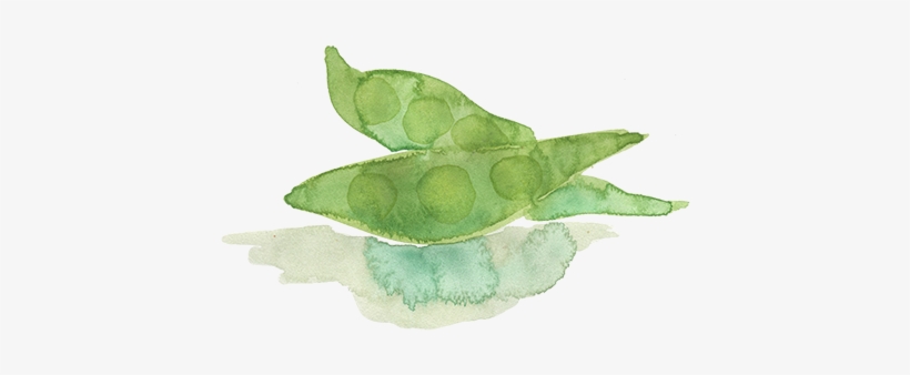 Sea Lettuce, transparent png download