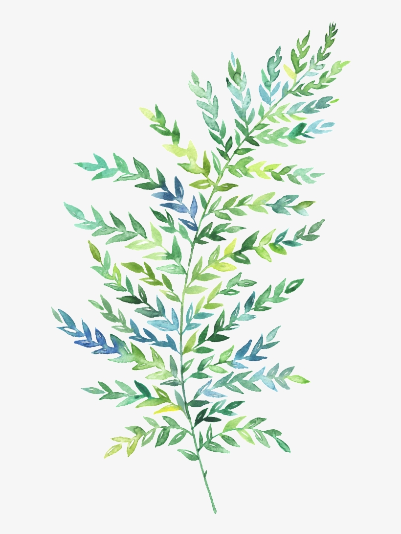 Hand Painted Green Leaf Png - 水彩 花卉 Png, transparent png download