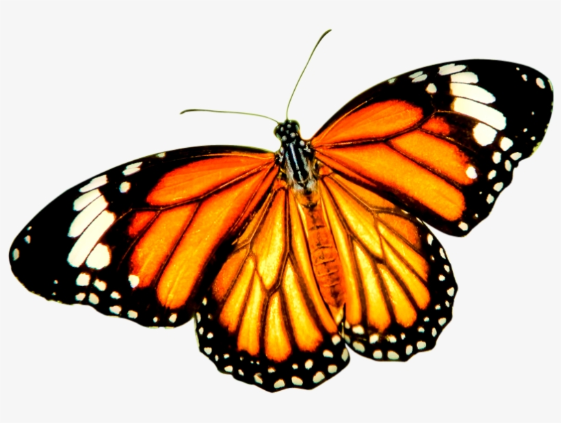 Download Png Balloon Image - Orange Butterfly Transparent Background, transparent png download