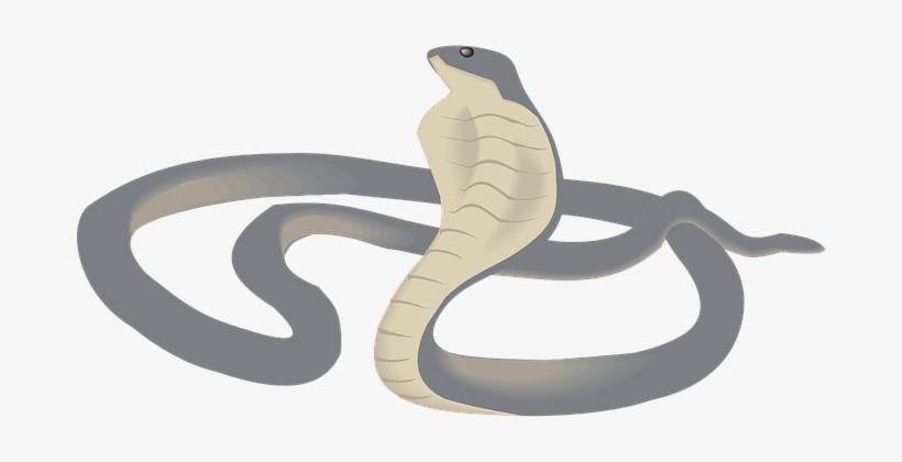 Cobra Head Raised Snake Reptile Curled Poi - Food Web With 1 Producer 2 Primary Consumers 4 Secondary, transparent png download