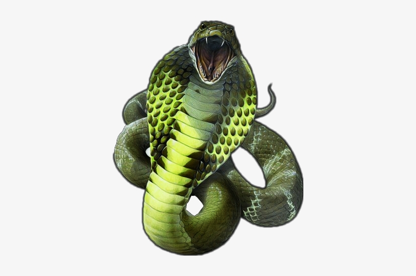 Report Abuse - King Cobra Snake Png, transparent png download