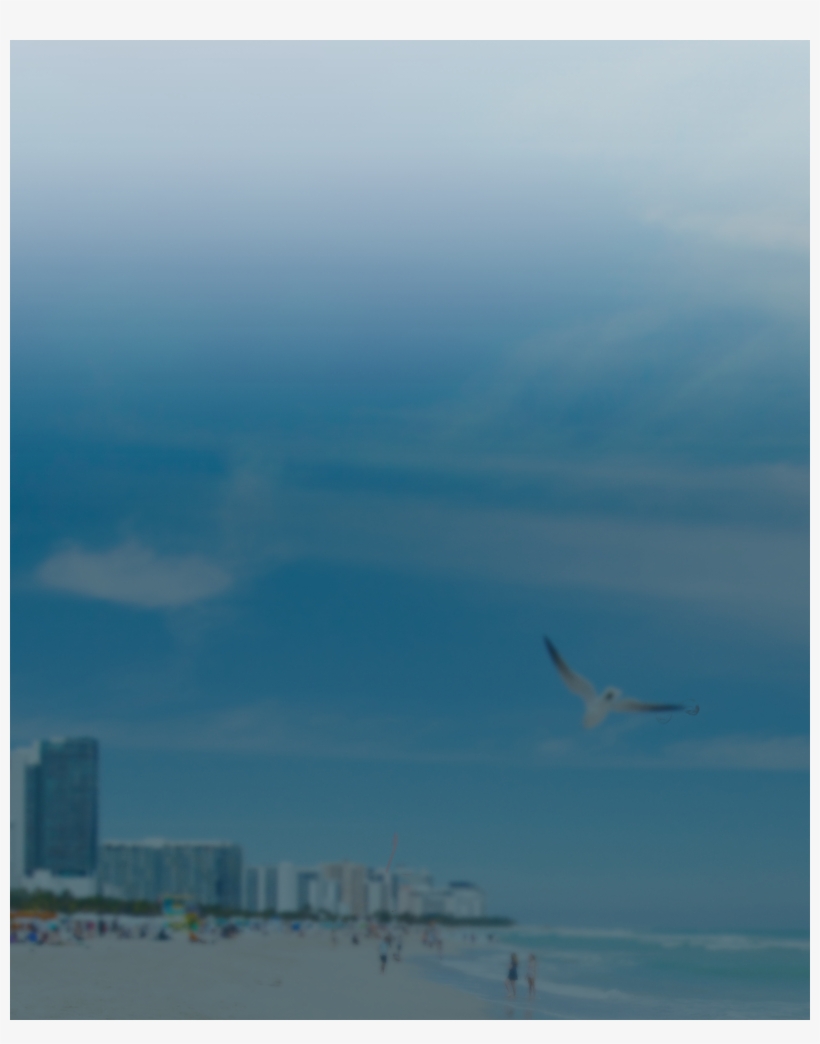 Seabird, transparent png download