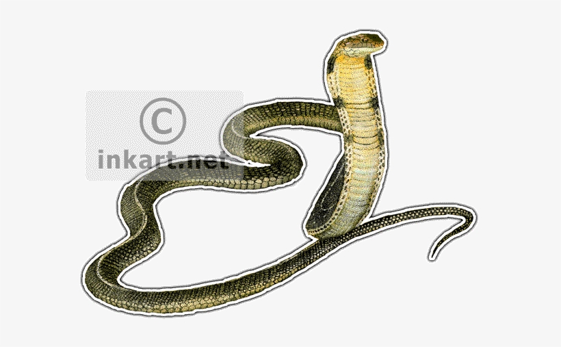 King Cobra Decal - King Cobra Throw Blanket, transparent png download