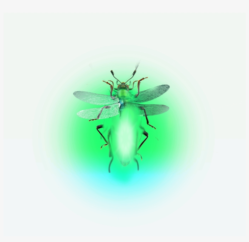 Firefly Lighteningbugs Fireflies - House Fly, transparent png download