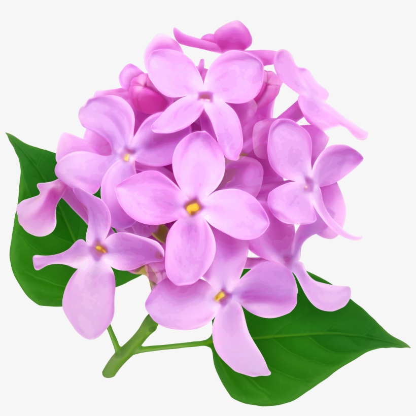 Chrysanthemum Png, transparent png download