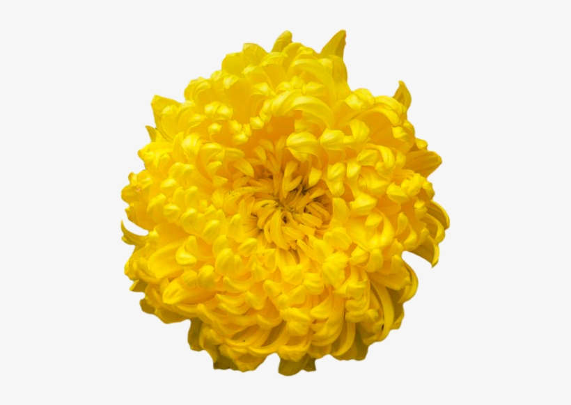 Chrysanthemum Png Clipart - Chrysanthemum Png, transparent png download