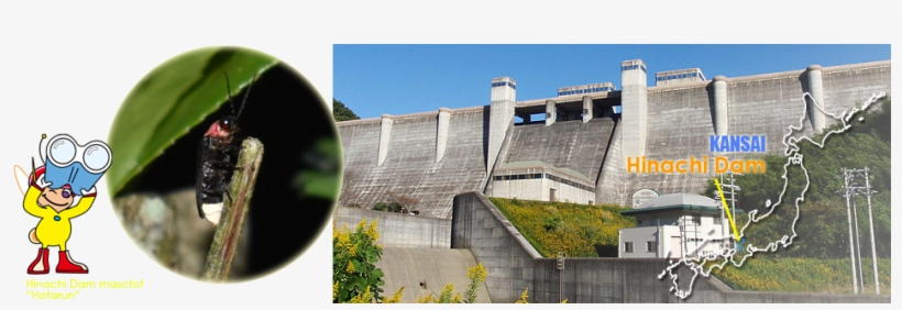 A Firefly - Hinachi Dam, transparent png download