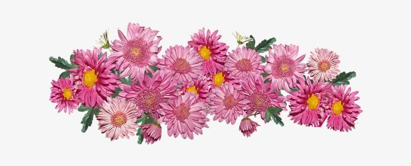 Photograph, transparent png download