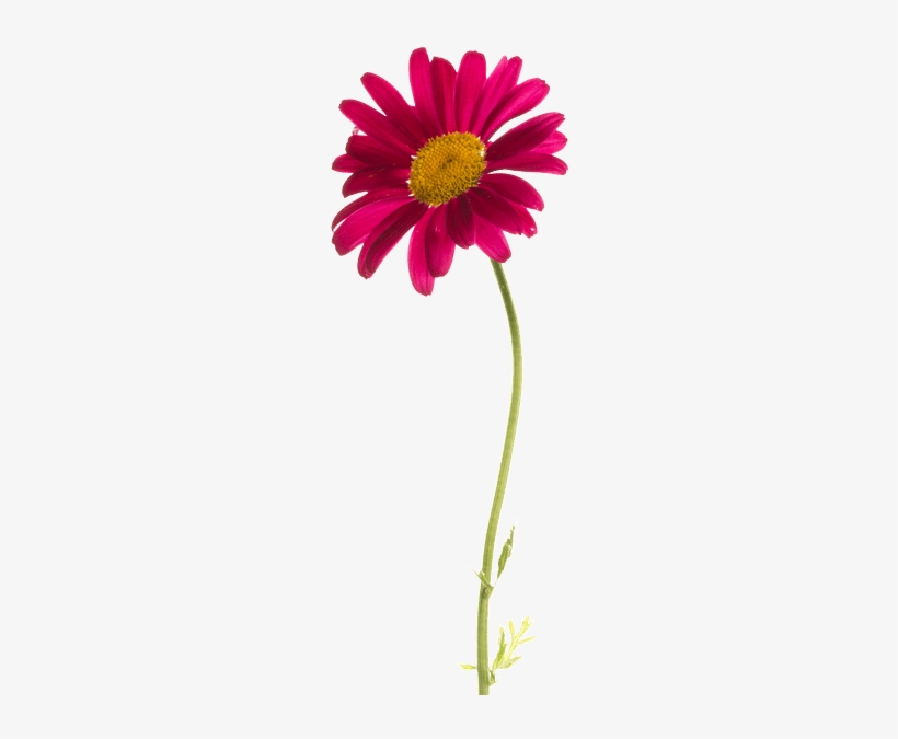 Chrysanthemum Ball - Marguerite Daisy, transparent png download