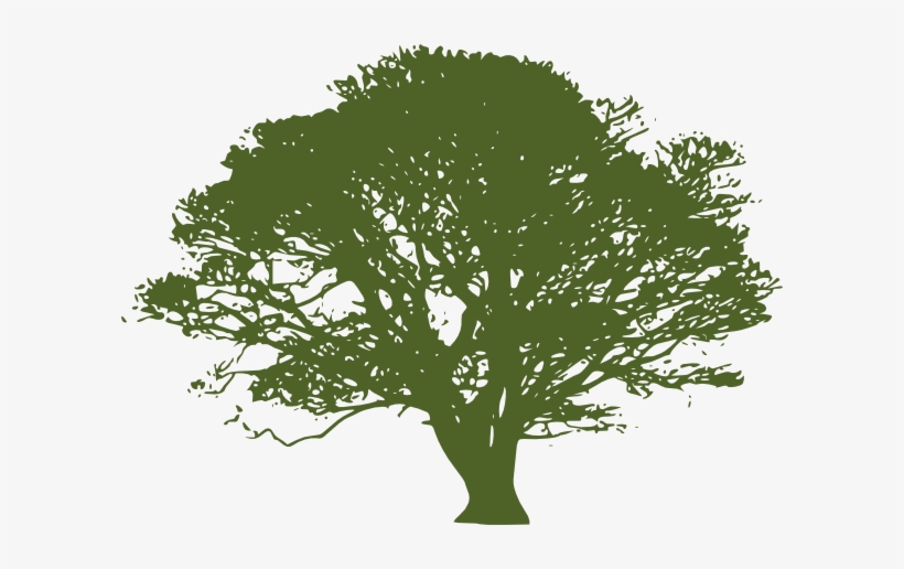 Green Tree Lime - Olive Tree Black And White, transparent png download