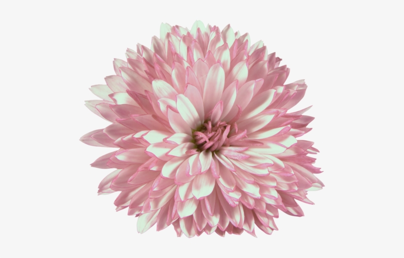 Chrysanthemum, transparent png download