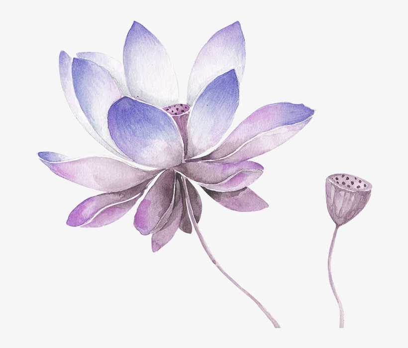 Clip Art Library Library Lilacs Drawing Lavender - Flor De Lotos Pra Pintar, transparent png download