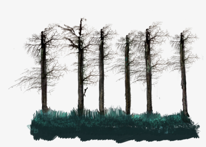 No Leaves Tall Tree Stalk - Leaf, transparent png download