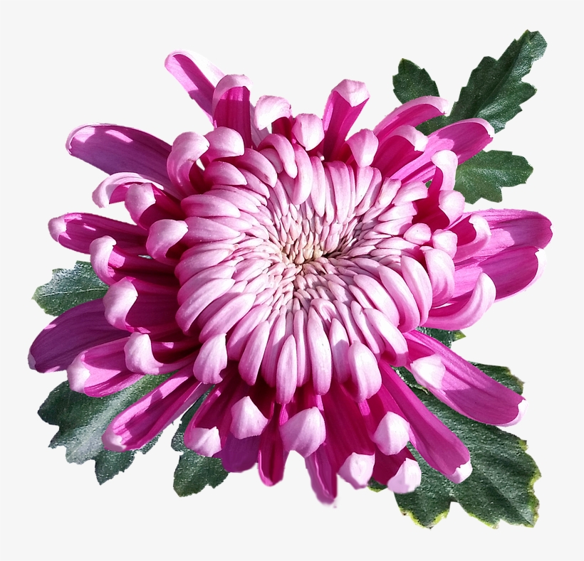Flower, transparent png download