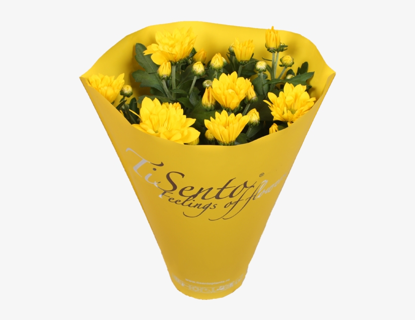 Tisento Never Fails To Surprise With Her Trendy Packaging - Chrysanths, transparent png download