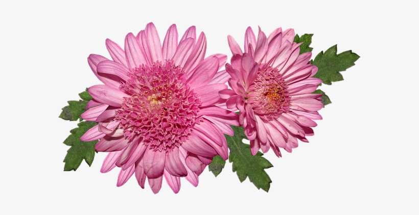 Pink, transparent png download
