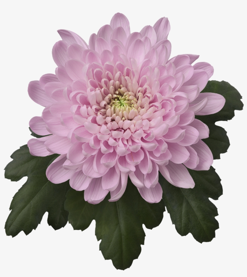 Back - Photography, transparent png download