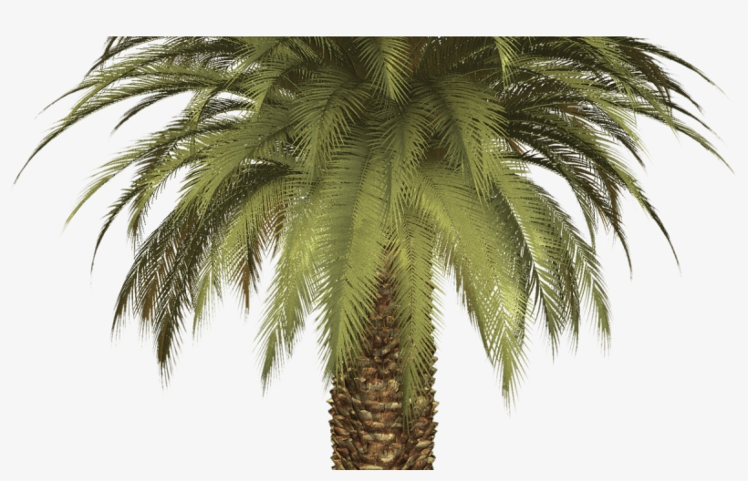 15 Palm Tree Png Clipart For Free Download On Mbtskoudsalg - Palm Tree, transparent png download