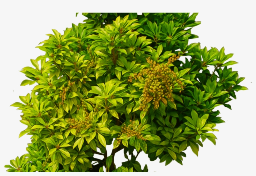 Bush Light Green Transparent Png Stickpng - Green Bush Png, transparent png download