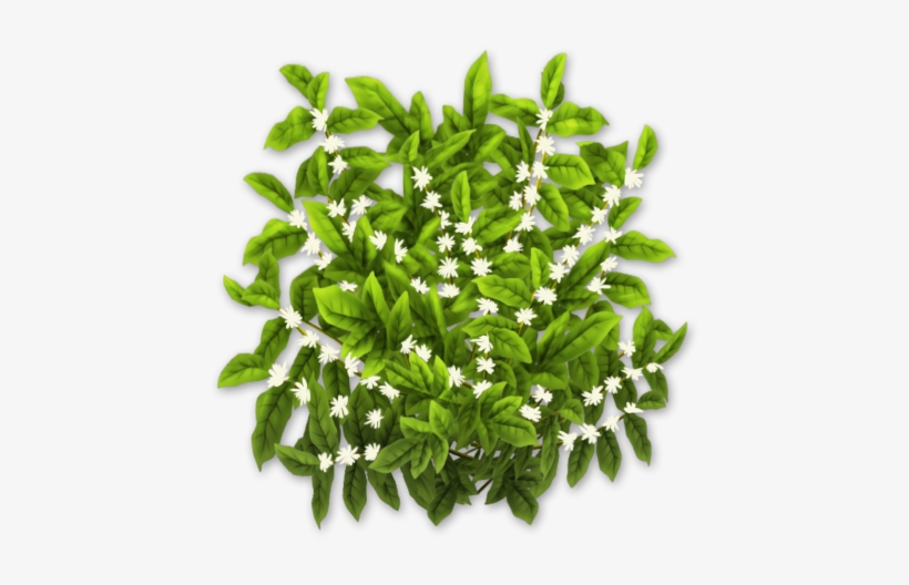 Coffee Bush Stage 2 - Houseplant, transparent png download