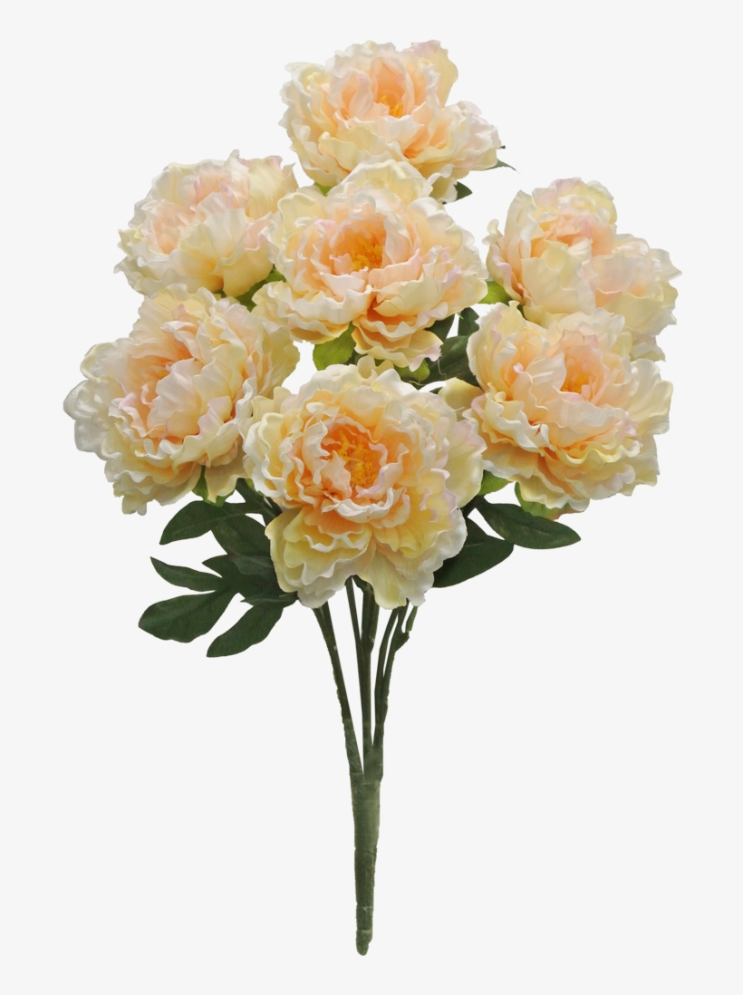 Peach Peony Bush X7 Sale Item - Flower, transparent png download