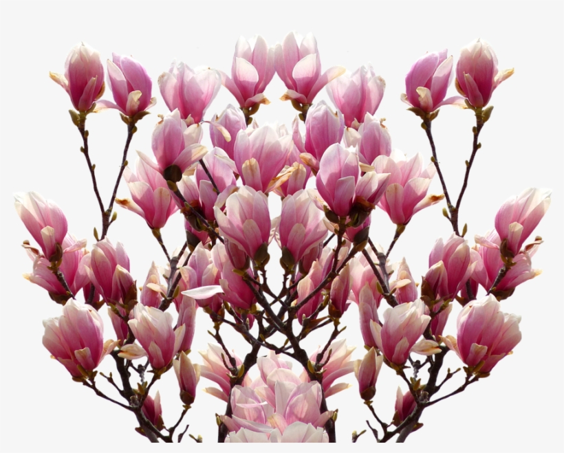 Magnolia, Spring, Nature, Blossom, Bloom, Pink, Bush - Magnolia Png, transparent png download