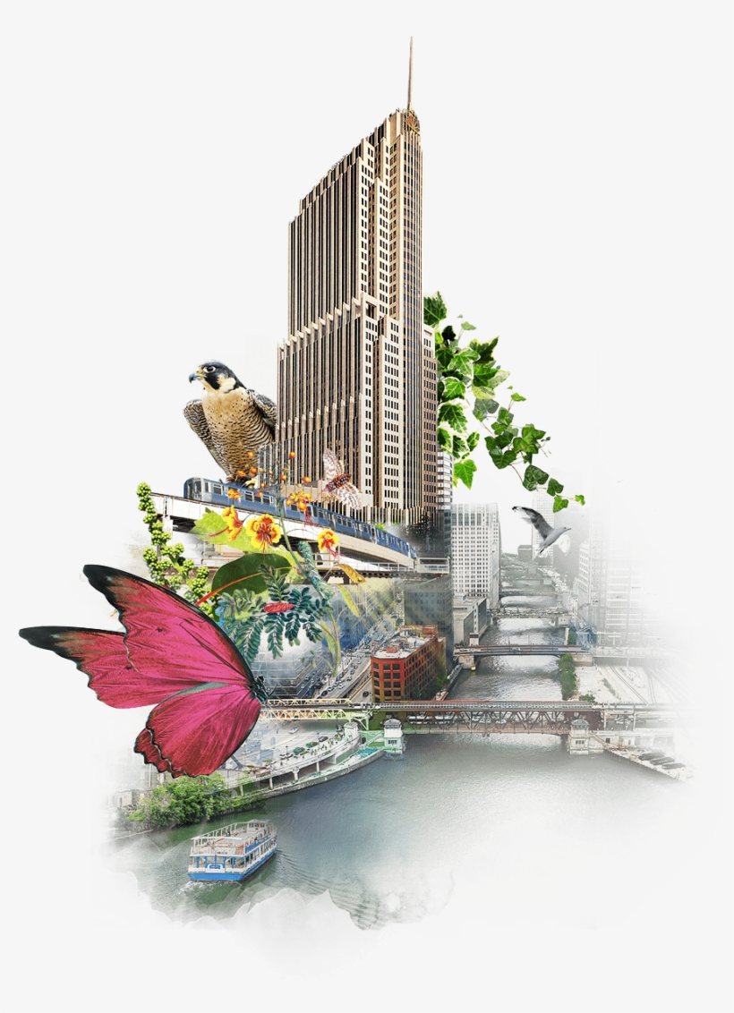 Contrasts That Stimulate - Budgie, transparent png download