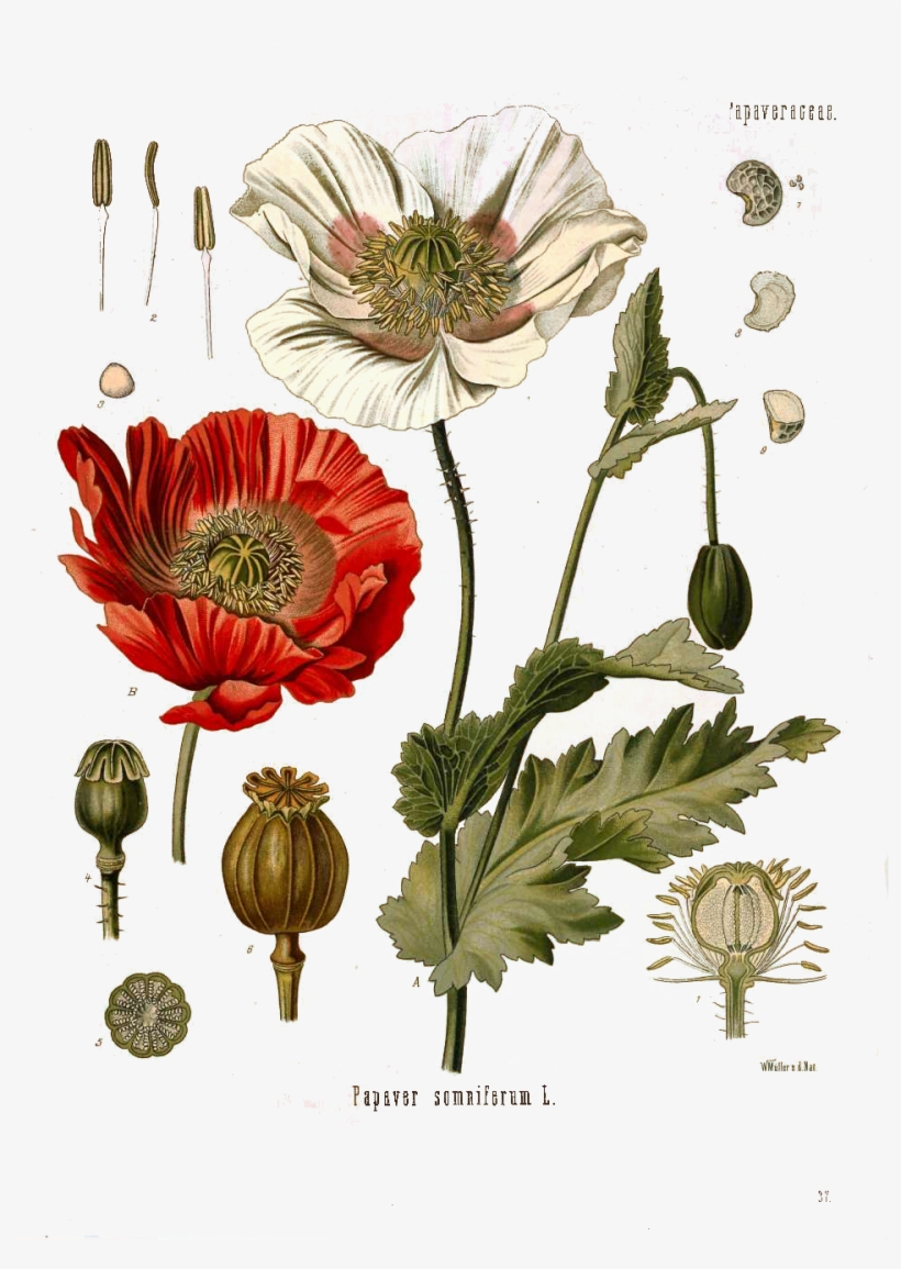 Papaver Somniferum L - Vintage Poppy Print, transparent png download