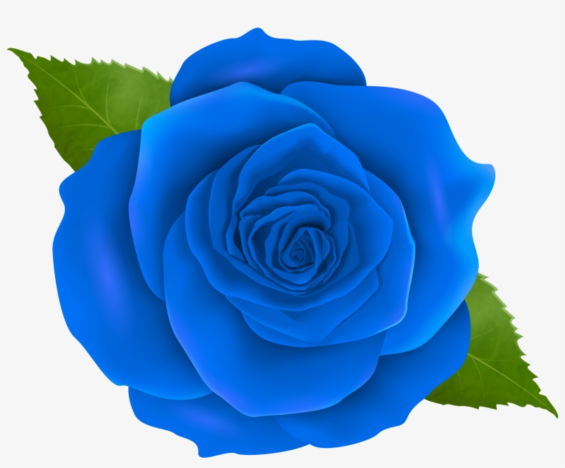 Blue Rose Centifolia Roses Clip Art, transparent png download