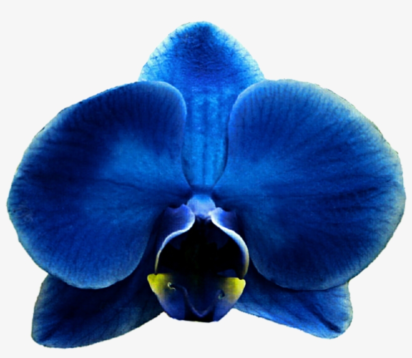 Blue Rose, Flowers, Flower, Plant Png Image And Clipart - Clip Art, transparent png download