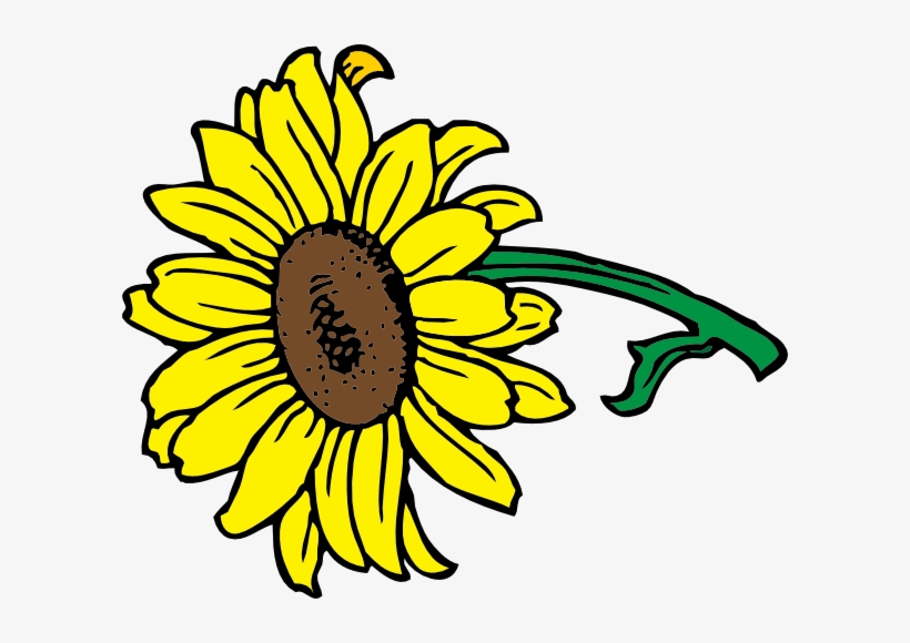 Clipart Of Sunflower, transparent png download