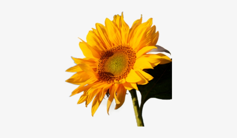 Sunflower Png Vector Download - Yunusça Okul Piyesleri Bilge Kültür Sanat, transparent png download
