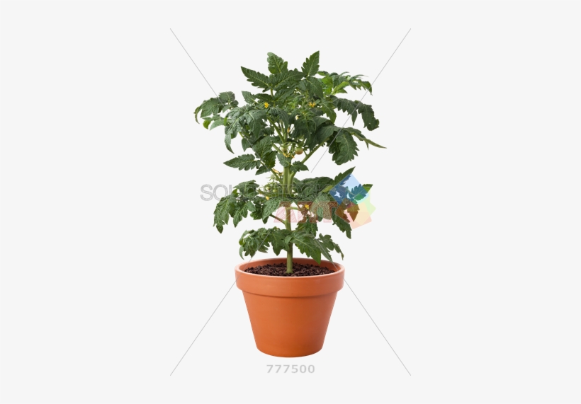 Stock Photo Of Pot Of Tomato Plant Isolated On Transparent - Plant In A Pot Transparent, transparent png download