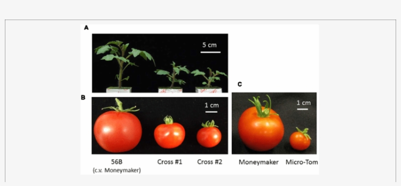 A Tomato Developed For Cultivation In A Closed Cultivation - Tomato, transparent png download