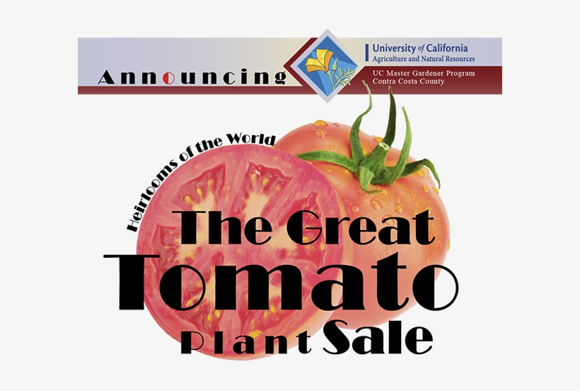Uc Master Gardener Great Tomato Plant Sale April 8, - Mstar Semiconductor, transparent png download